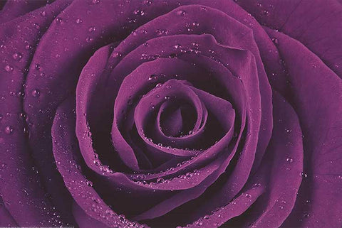 Purple Rose