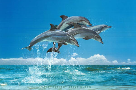 Dolphin