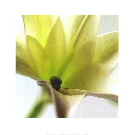 White Lily