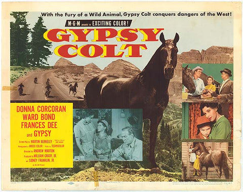 Gypsy Colt