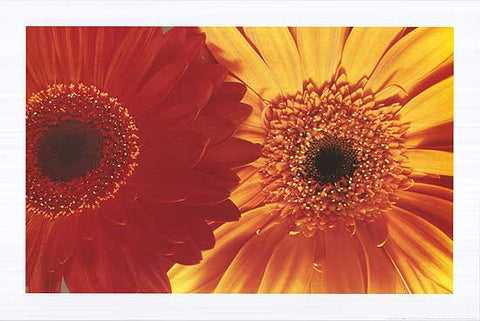 Gerbera Daisies